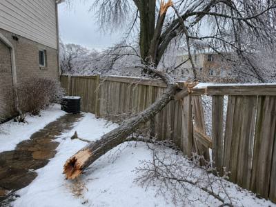 Ice-storm limb down across a backyard fence panel