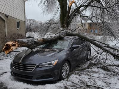 Ice-loaded tree down across a parked car after freezing rain