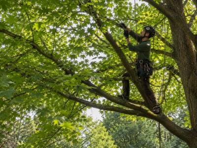 Climber tied in and working the upper growth of a mature tree