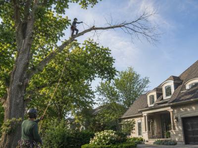 Dead limb reaching out over a front yard from a tree still in leaf