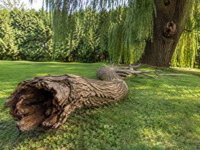 Hollow dead trunk section resting on the grass after removal