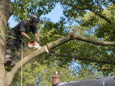Climber cutting a limb back above a roofline