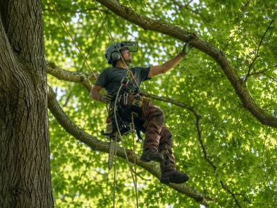 Climber moving out along a limb inside a dense summer canopy