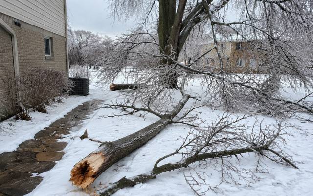 Ice-broken limb snapped off at the trunk and lying across a snow-covered walkway