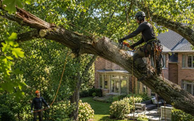 Large broken limb still hanging in the canopy over a house, rigged for controlled removal