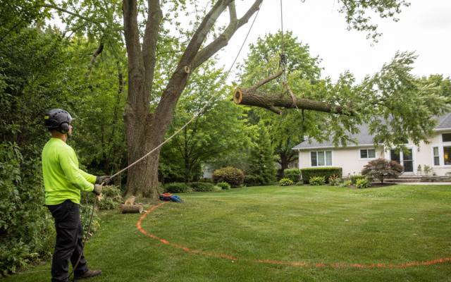 Ground crew lowering a cut section on a rigging line during a tree removal