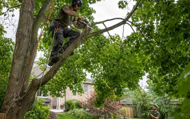 Climber making a pruning cut with a chainsaw high in a mature maple canopy
